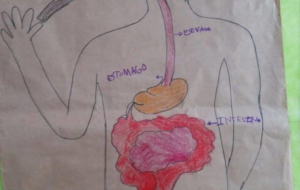 Sistema Digestivo – Jardim B